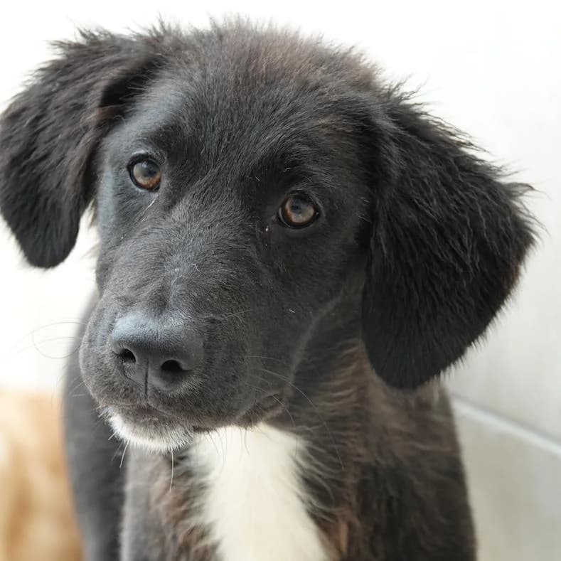 Tina, female puppy Mixed Breed for adoption at Name, Kassel