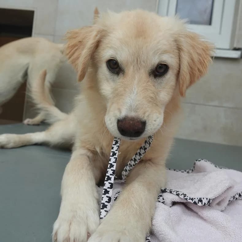 Timea, female puppy Mixed Breed for adoption at Name, Kassel