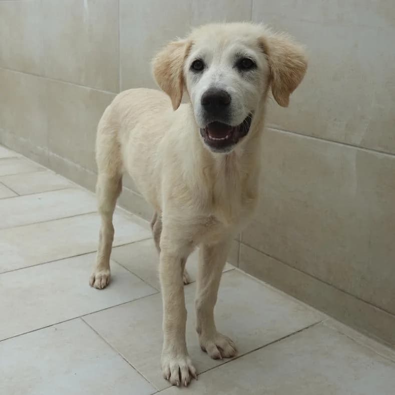 Tilly, female puppy Mixed Breed for adoption at Name, Kassel