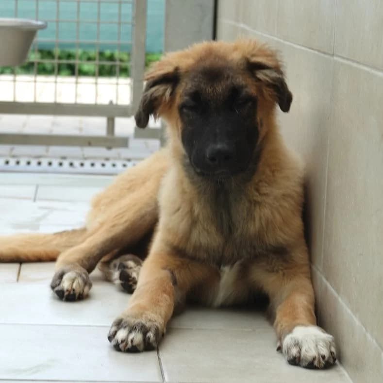 Tom, male puppy Mixed Breed for adoption at Name, Kassel