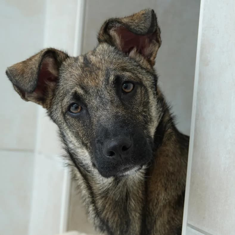 Alvin, male puppy Mixed Breed for adoption at Name, Kassel