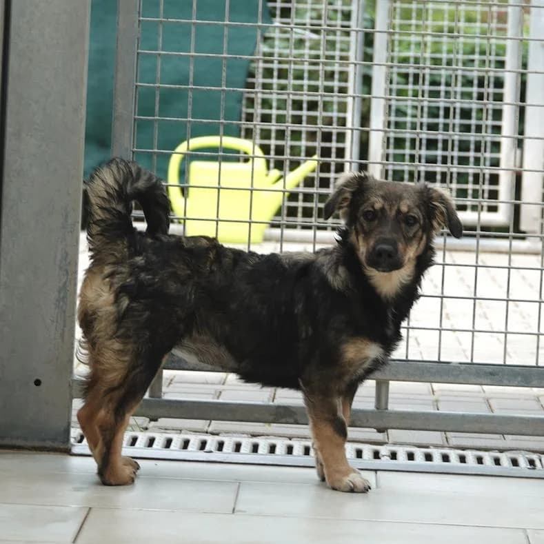 Alma, female puppy Mixed Breed for adoption at Name, Kassel