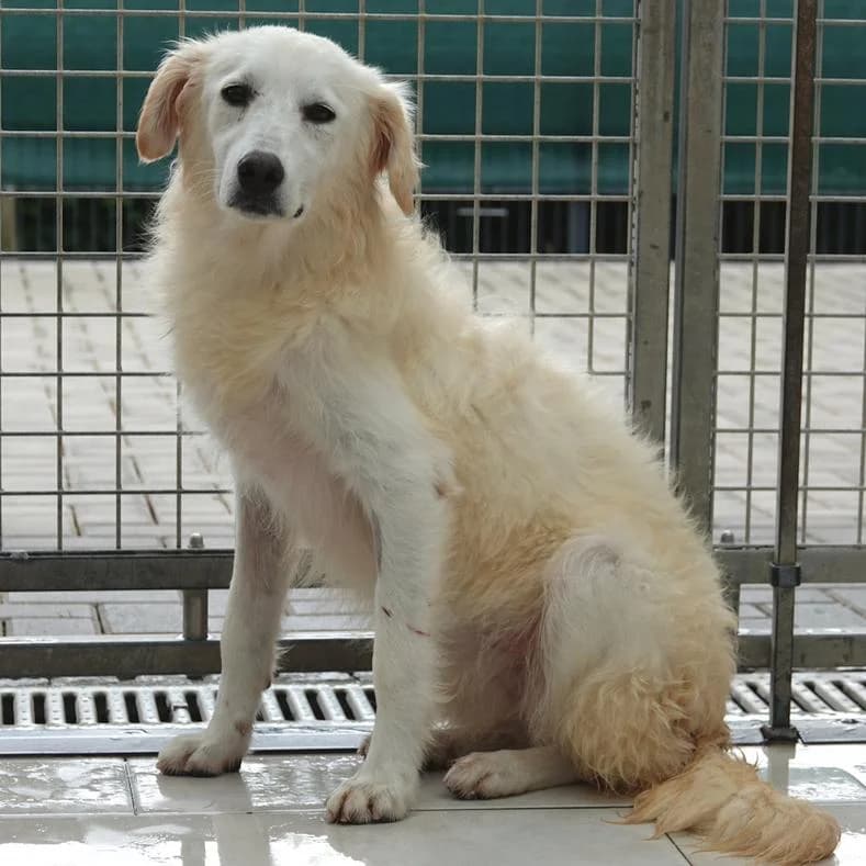Siena, Mixed Breed (Name)