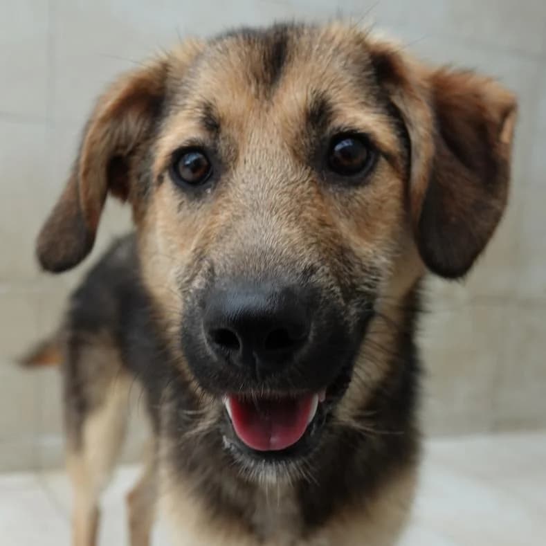 Sara, Mixed Breed (Name)