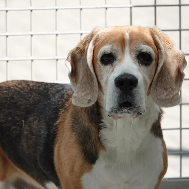 Paul (Don Vito), male senior Beagle for adoption at Name, Kassel