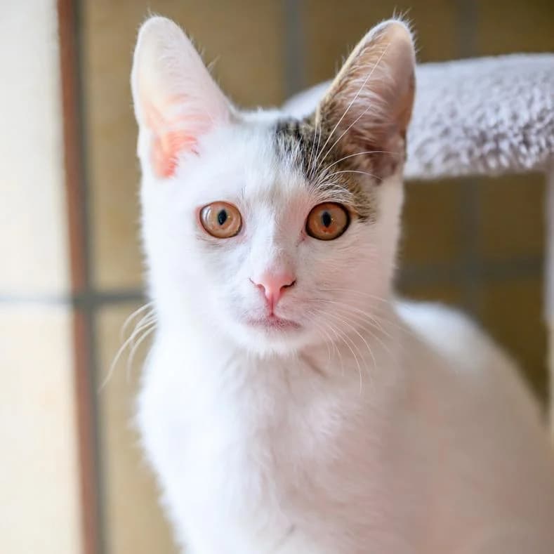 Vlad, European Shorthair (Name)