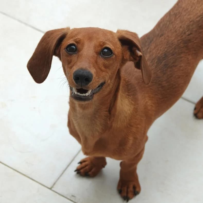 Szofi, female puppy Dachshund for adoption at Name, Kassel