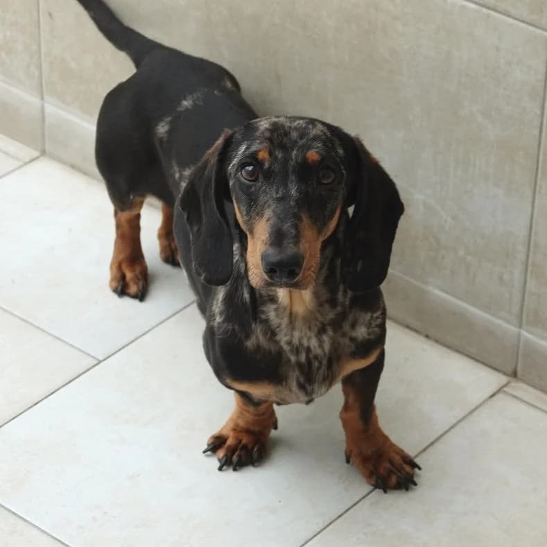 Jonny, male young Dachshund for adoption at Name, Kassel