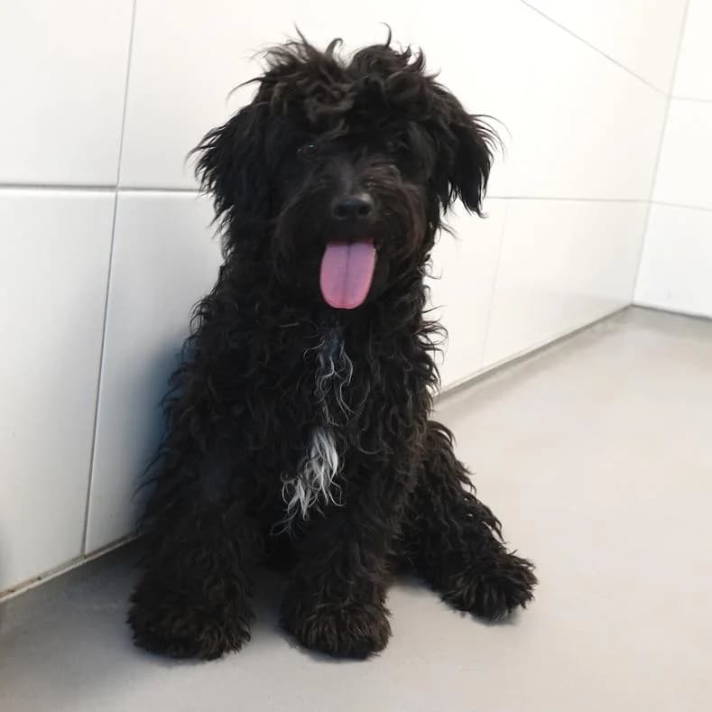Cico, male puppy Mixed Breed for adoption at Name, Kassel