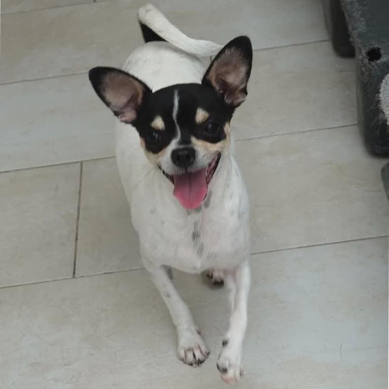 Csivi, male young Chihuahua for adoption at Name, Kassel