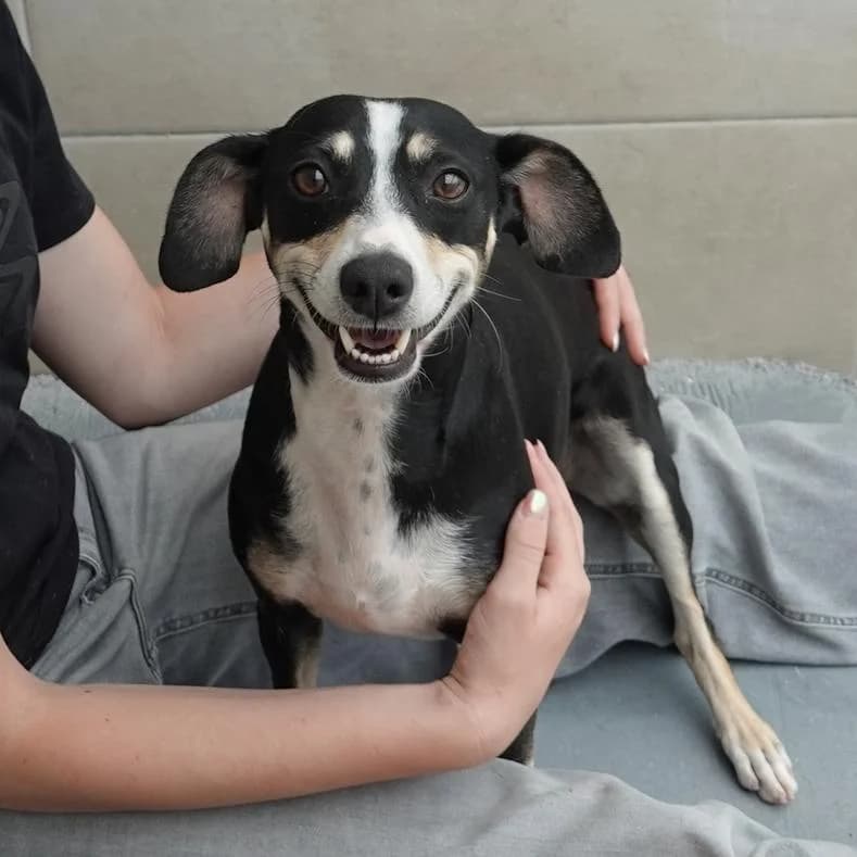 Alfi, male young Mixed Breed for adoption at Name, Kassel
