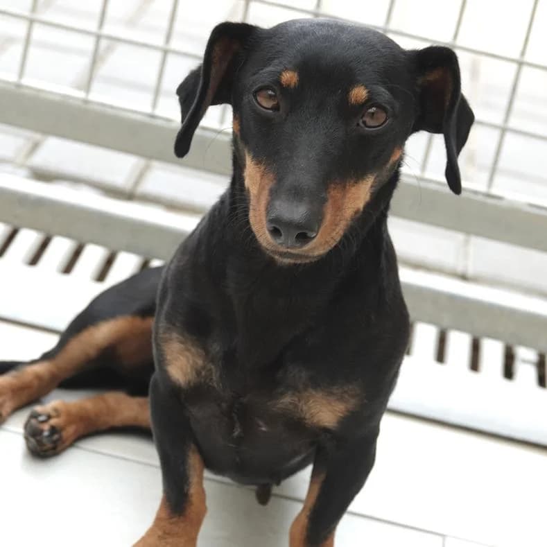 Ceci, schwarz female young Mixed Breed for adoption at Name, Kassel