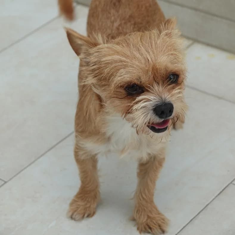Mani, male young Mixed Breed for adoption at Name, Kassel