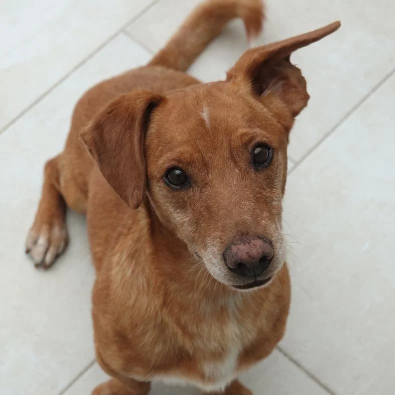 Bandi, male 3yo Mixed Breed for adoption at Name, Kassel