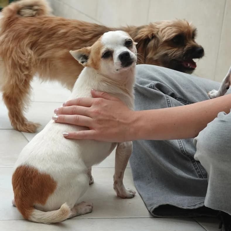 Ede, male 5yo Chihuahua for adoption at Name, Kassel