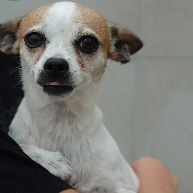 Elfie, female 5yo Chihuahua for adoption at Name, Kassel