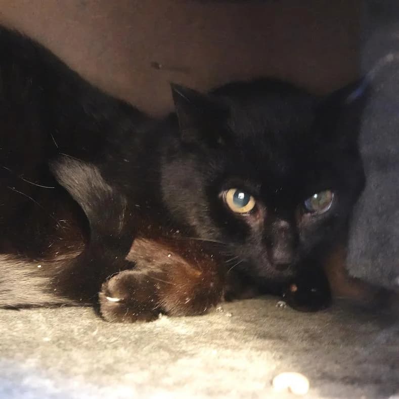 Manfred, male 4yo European Shorthair for adoption at Name, Kassel