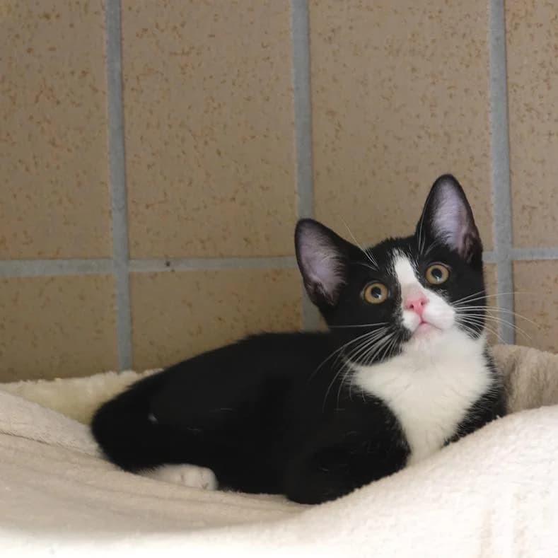 Phantom, male puppy European Shorthair for adoption at Name, Kassel