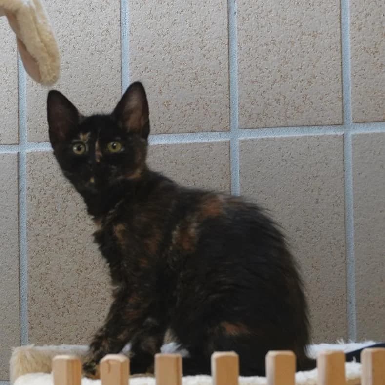 Dotty, female puppy European Shorthair for adoption at Name, Kassel