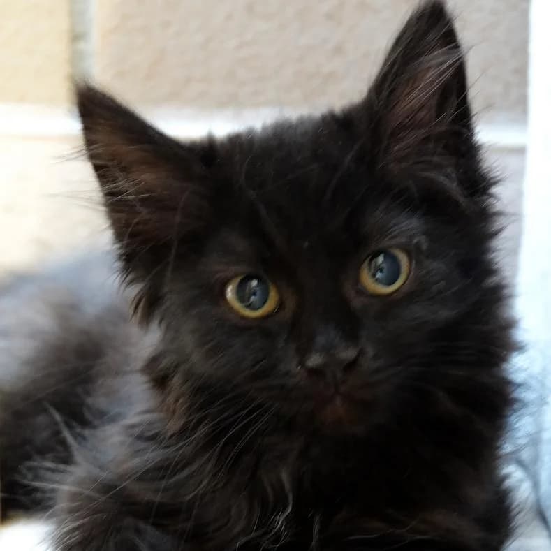 Dia, female puppy European Shorthair for adoption at Name, Kassel
