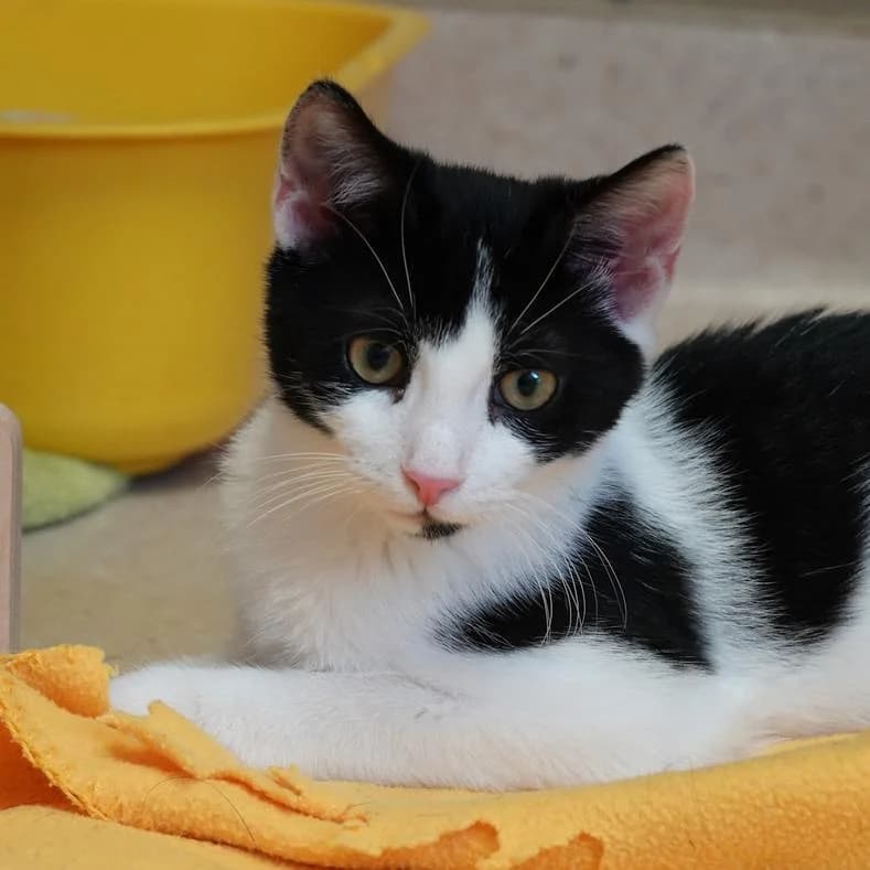 Ravioli, male puppy European Shorthair for adoption at Name, Kassel