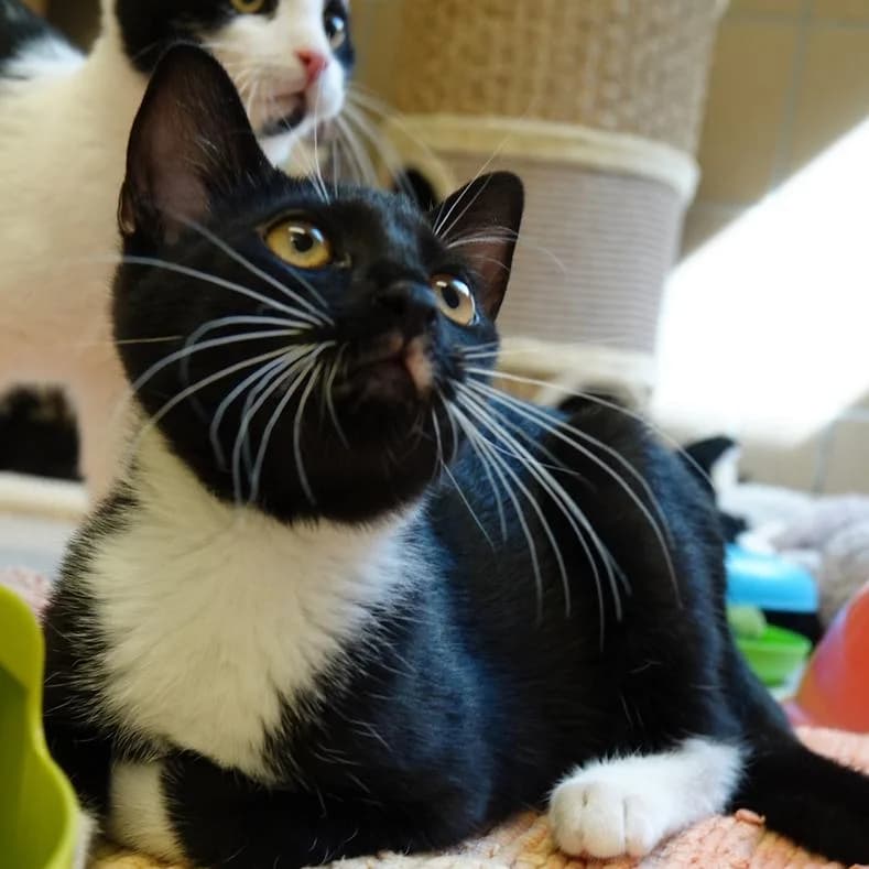 Tortellini, male puppy European Shorthair for adoption at Name, Kassel