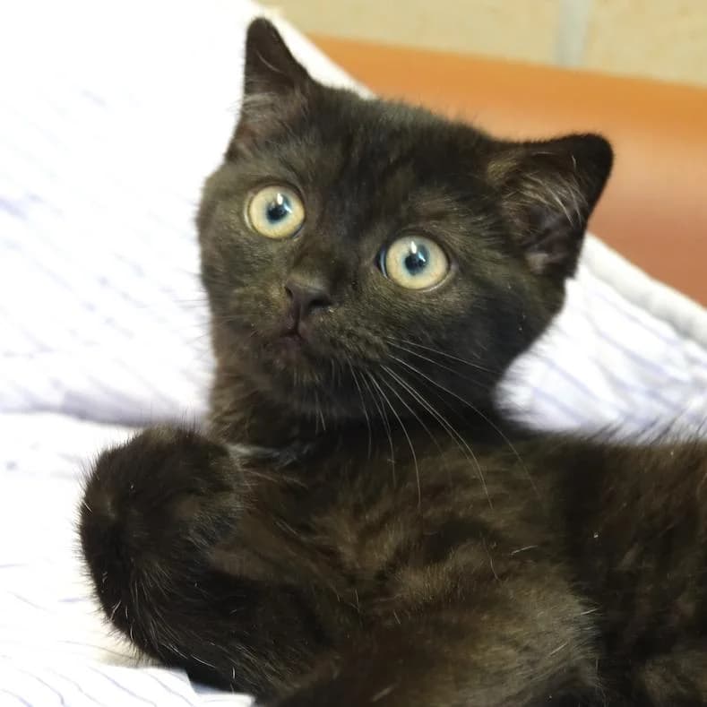 Susi, female puppy mixed breed for adoption at Name, Kassel