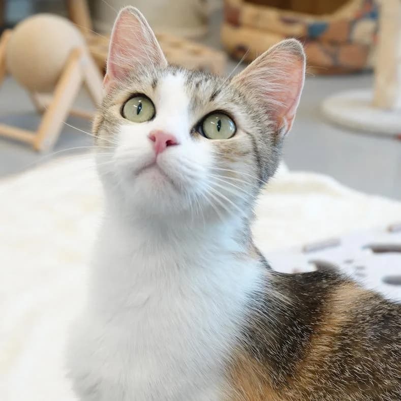 Kiva, female young European Shorthair for adoption at Name, Kassel