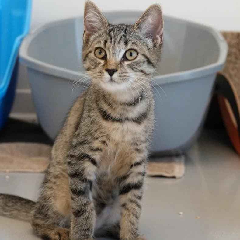 Nova, female puppy European Shorthair for adoption at Name, Kassel