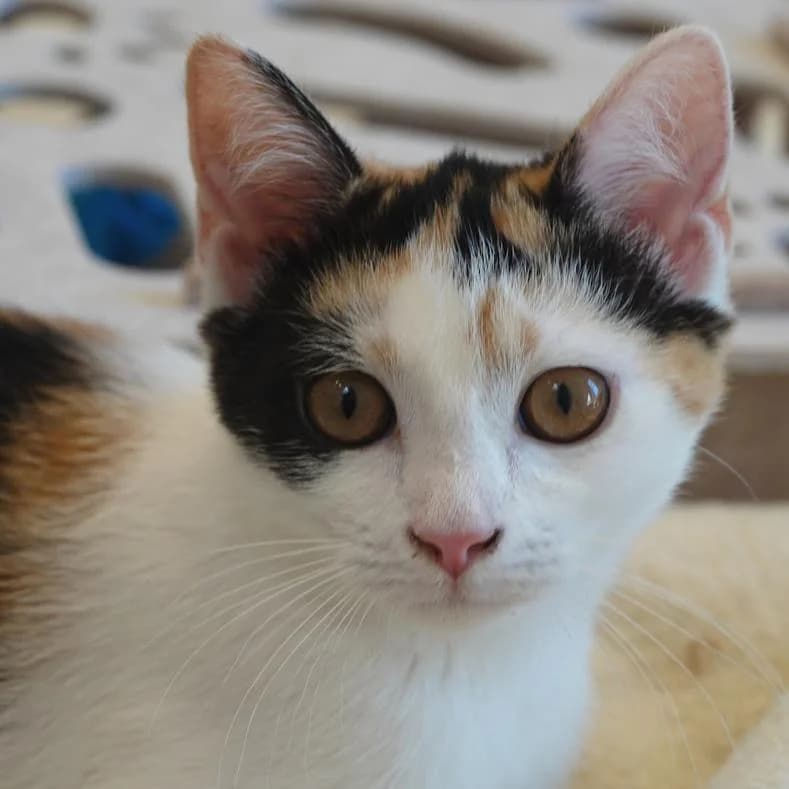 Runa, female puppy European Shorthair for adoption at Name, Kassel