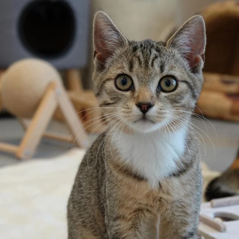 Ria, female puppy European Shorthair for adoption at Name, Kassel