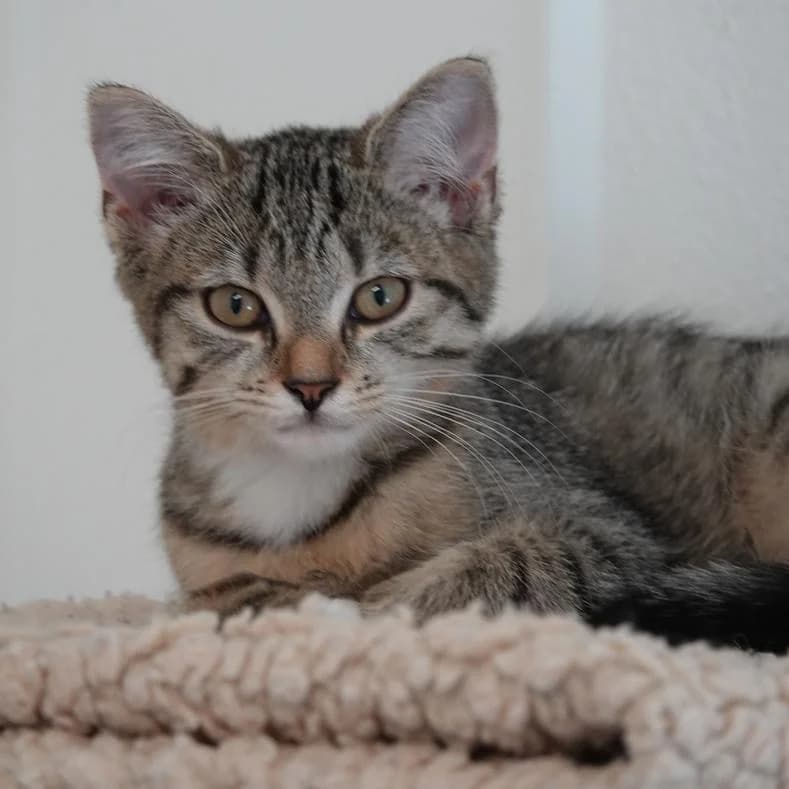 Malou, female puppy European Shorthair for adoption at Name, Kassel