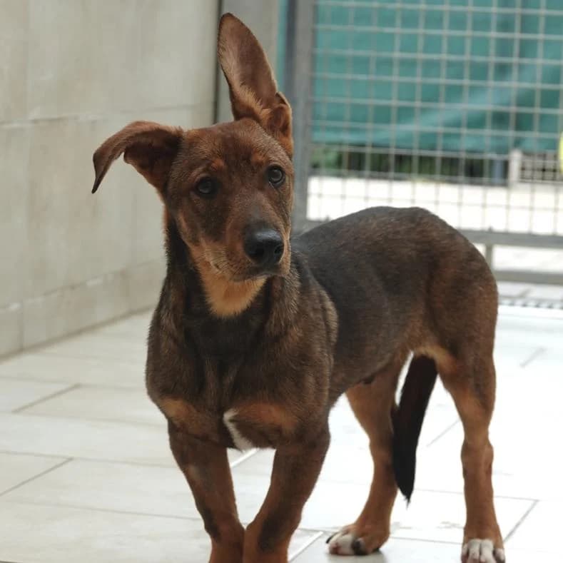 Aris, male puppy Mixed Breed for adoption at Name, Kassel