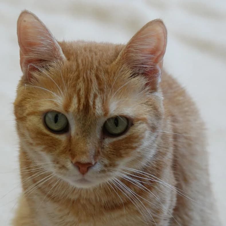 Vöri, male young European Shorthair for adoption at Name, Kassel