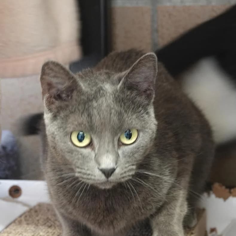Zita, female 3yo European Shorthair for adoption at Name, Kassel