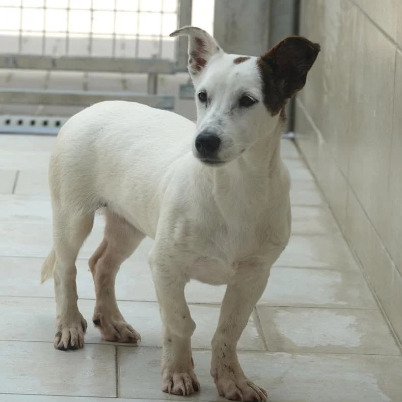 Lia, female puppy Mixed Breed for adoption at Name, Kassel
