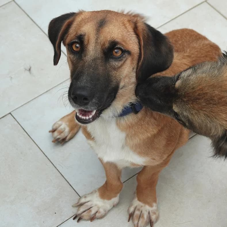 Olga, female Mixed Breed for adoption at Name, Kassel