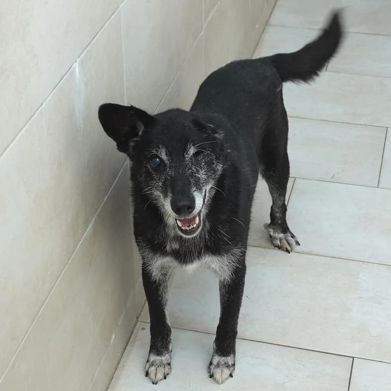 Otto, male 7yo Mixed Breed for adoption at Name, Kassel