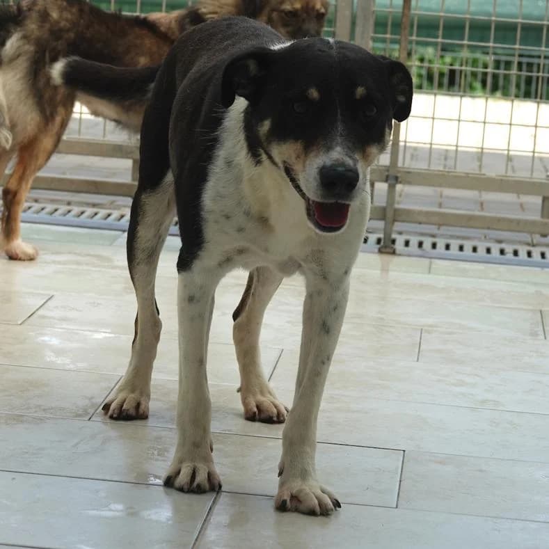 Oscar, male 6yo Mixed Breed for adoption at Name, Kassel