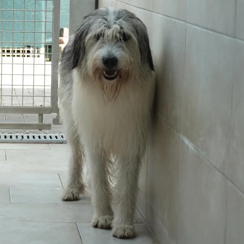 Alma, female 3yo Mixed Breed for adoption at Name, Kassel