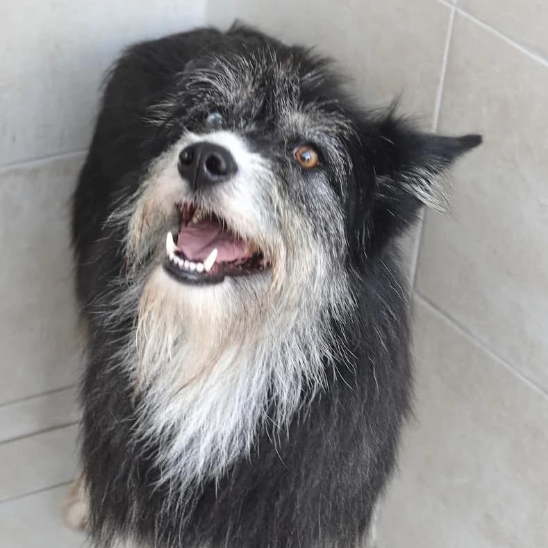 Anca, female 6yo Mixed Breed for adoption at Name, Kassel
