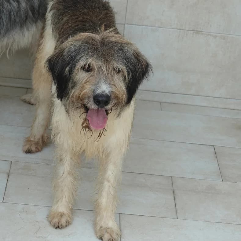 Adam, male 6yo Mixed Breed for adoption at Name, Kassel