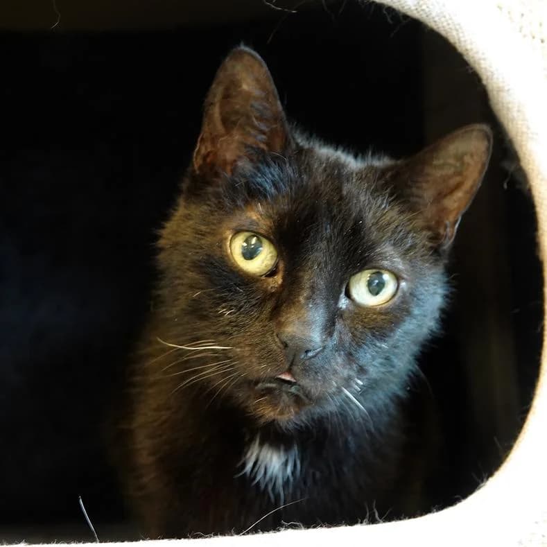 Corvo, male 6yo European Shorthair for adoption at Name, Kassel