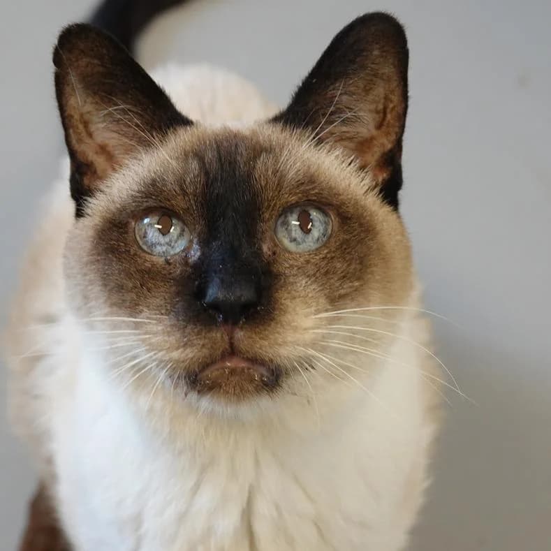 Salem, male 5yo mixed breed for adoption at Name, Kassel