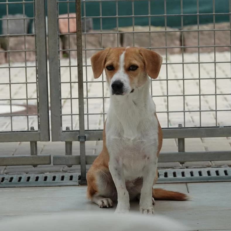 Rona, female young Mixed Breed for adoption at Name, Kassel