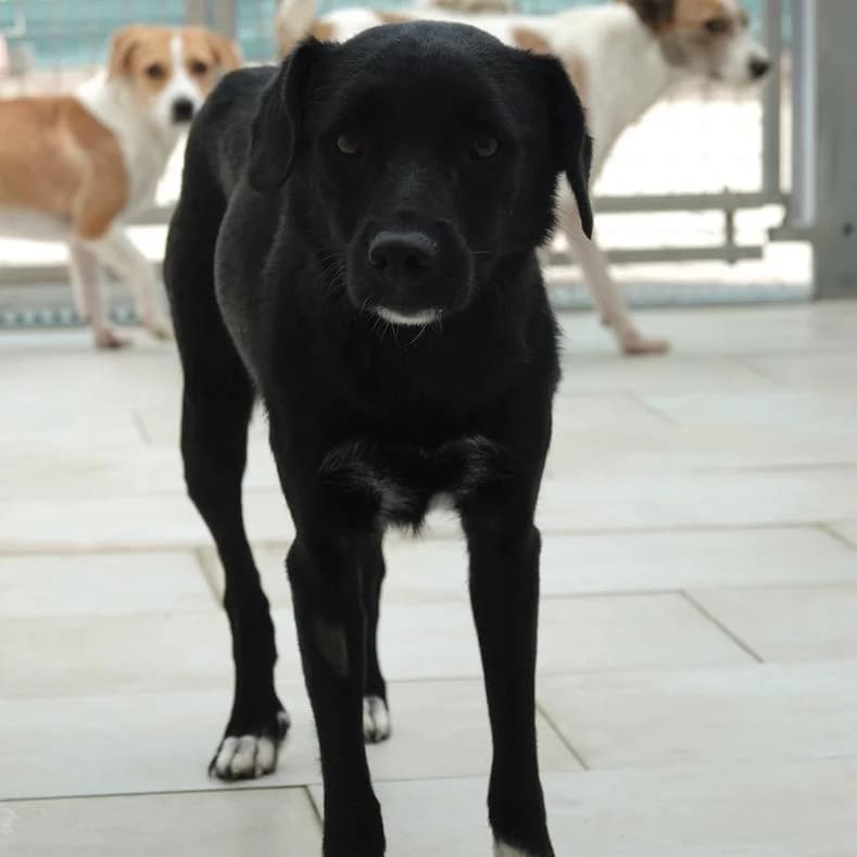 Ralu, female young Mixed Breed for adoption at Name, Kassel