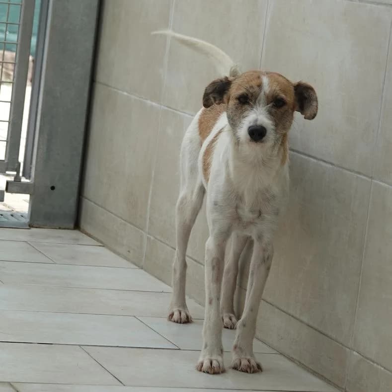 ROSE, female young Mixed Breed for adoption at Name, Kassel