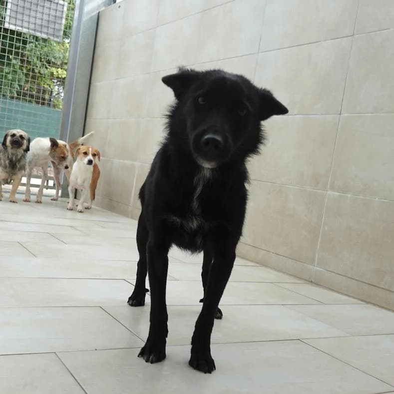 Rico, male young Mixed Breed for adoption at Name, Kassel