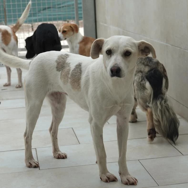 Riana, female young Mixed Breed for adoption at Name, Kassel