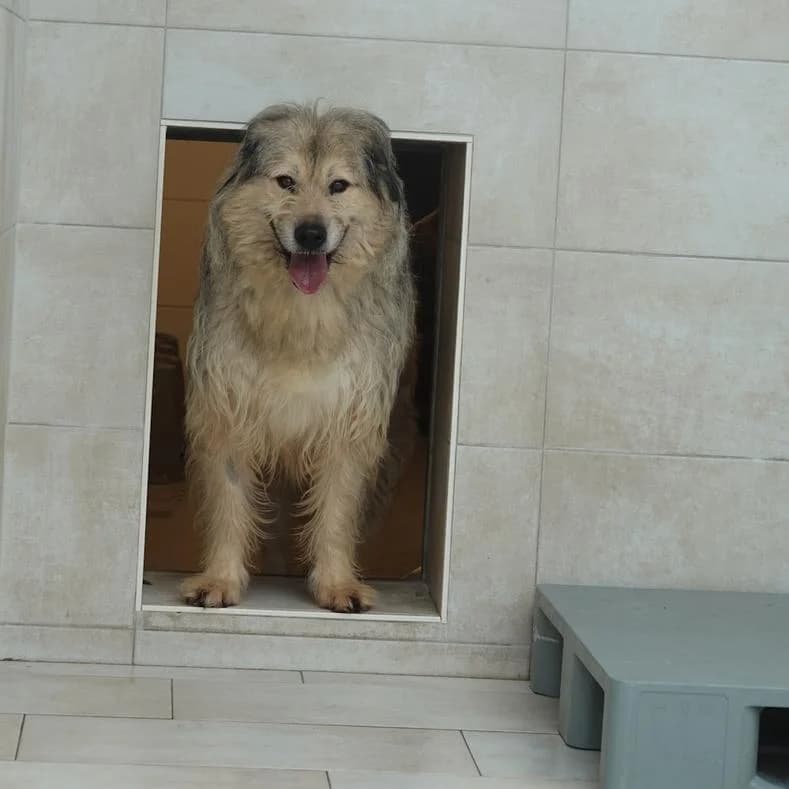 Zian, male 5yo Mixed Breed for adoption at Name, Kassel